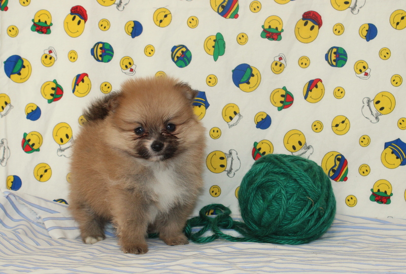 puppy, for, sale, Pomeranian, Matthew B. Stoltzfus, dog, breeder, Gap, PA, dog-breeder, puppy-for-sale, forsale, nearby, find, puppyfind, locator, puppylocator, aca